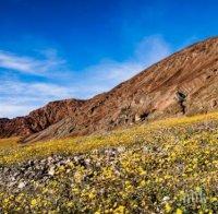 Долината на смъртта разцъфтя