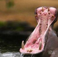 Зоопаркът в Прага с нова атракция – бебе хипопотам 