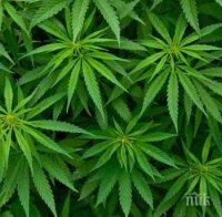 В Канада болни ще имат право сами да отглеждат марихуана за лечебни цели
