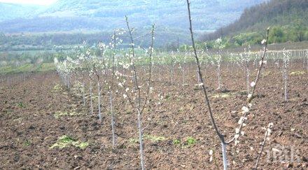 крадци задигнаха цяла овощна градина