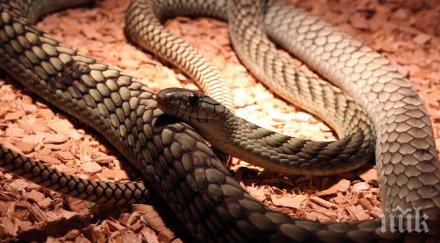 еколози планират заселят необитаем остров гърмящи змии