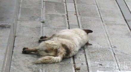 арестуваха мъж убил домашното куче