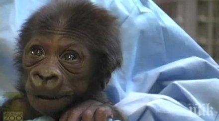 бебе горилче роди цезарово сечение видео