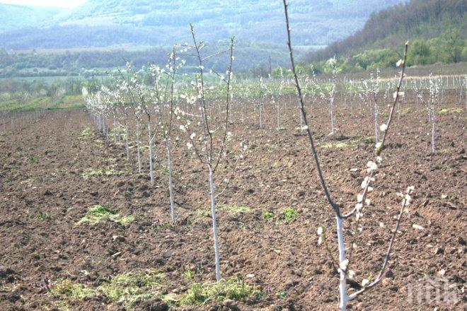 Крадци задигнаха цяла овощна градина