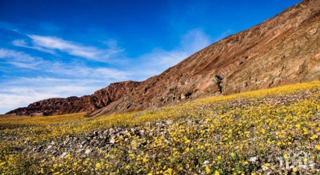 Долината на смъртта разцъфтя