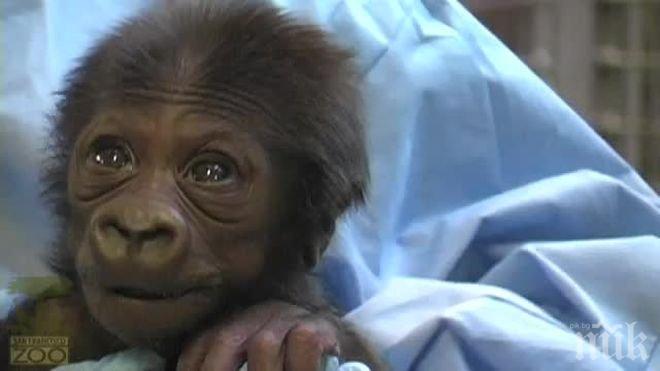 Бебе горилче се роди с цезарово сечение (ВИДЕО) 