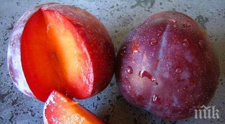 кръстоска слива кайсия сред отличените агра 2016 пловдив