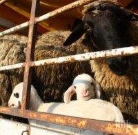 Искат спиране на търговията с животни с Турция