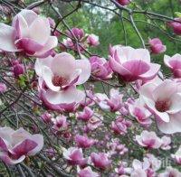 ПИК TV: Магнолия разцъфна в центъра на Варна