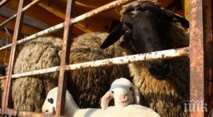 искат спиране търговията животни турция