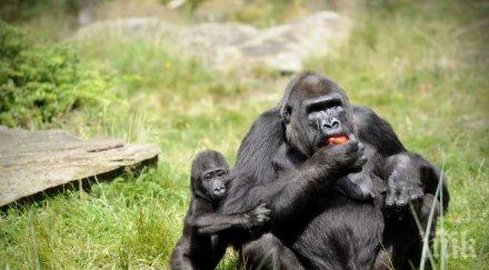 горилите композират песни щастливи ядат храна харесват