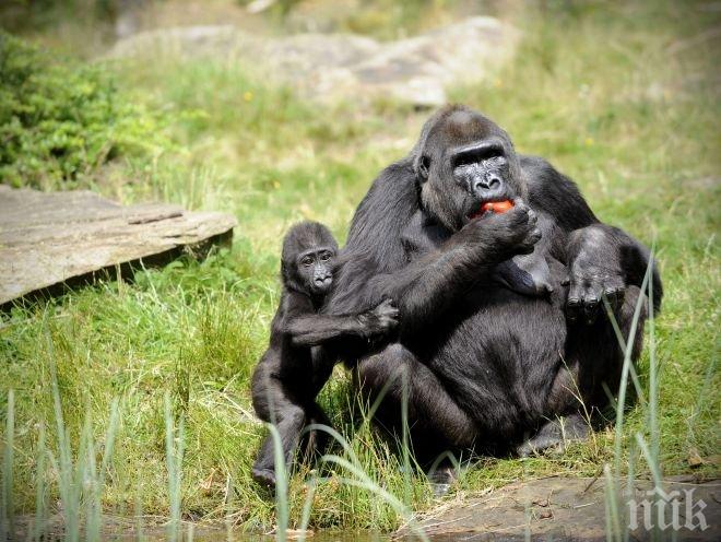 Горилите композират „песни“ когато са щастливи от това, че ядат храна, която харесват