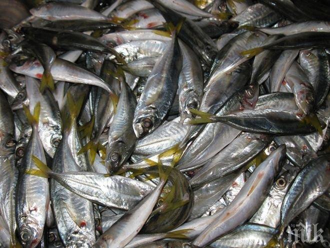 Служителите на ИАРА иззеха 340 кг риба за седмица