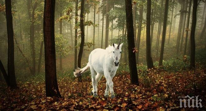 Еднорог на шосе вдигна на крак полицията в Калифорния
