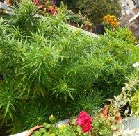 Спипаха депутатски син с канабис. Вижте какво обясни баща му!