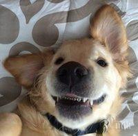 Куче с брекети стана любимец в мрежата