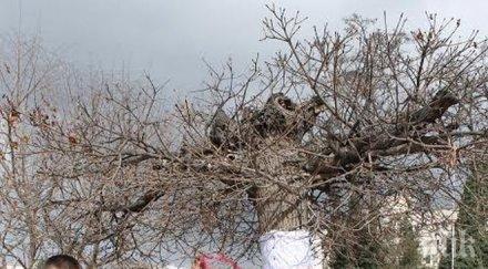 живи мартеници окичиха младежите герб кърджали