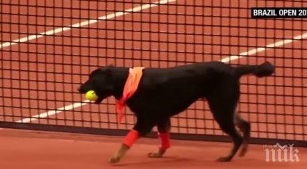 кучета гонят топките тенис турнир видео