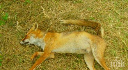 ловците кюстендилско отстрелват 100 лисици годишно