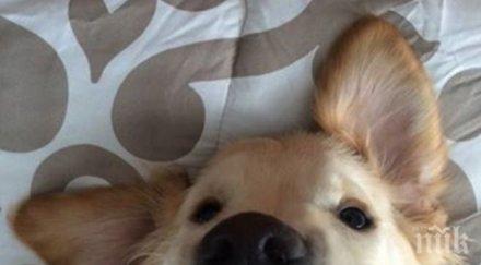 куче брекети стана любимец мрежата