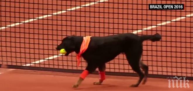 Кучета гонят топките на тенис турнир (видео)