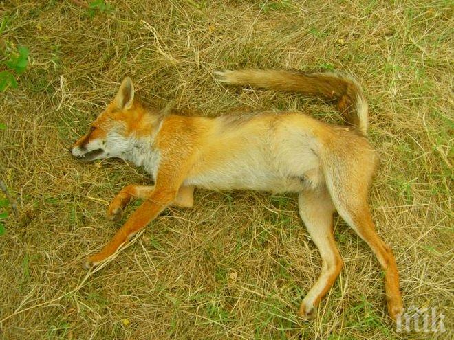 Ловците в Кюстендилско отстрелват по 100 лисици годишно
