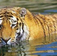 Уникално! Мексиканци вкараха 25 кг дрога в Япония с тигър