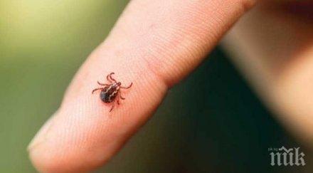 кърлежите налазиха пловдив изпревариха пръскането