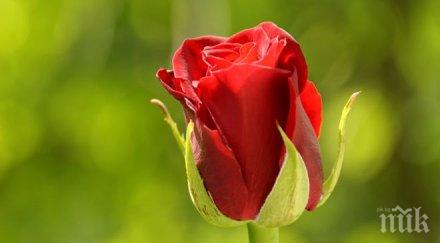 богословите скочиха март женският празник изместил благовещение