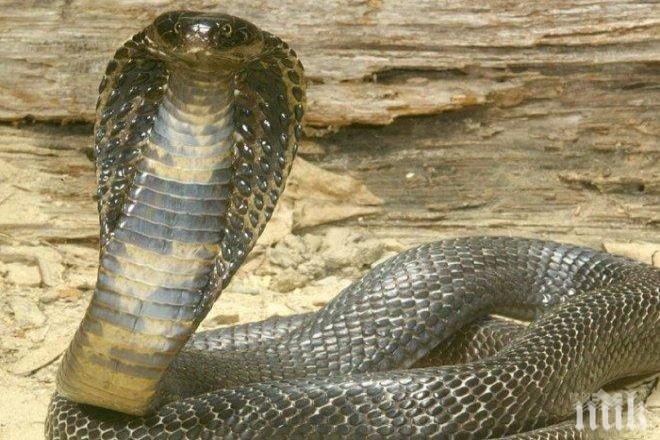 Черноглава кобра, наплюла гледача си, показват в Хасково