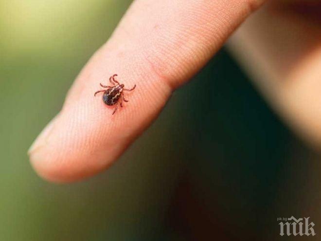 Кърлежите налазиха Пловдив, изпревариха пръскането