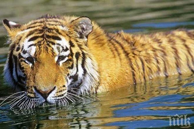 Уникално! Мексиканци вкараха 25 кг дрога в Япония с тигър