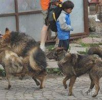 ЕКШЪН в ПЕРНИК! Мистериозен софийски бус пусна глутница кучета! Цял квартал тръпне в ужас!
