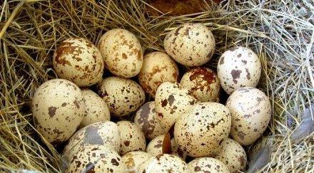 бабх лицензиран търговец опакова маркира яйца пъдпъдъци кюстендилско