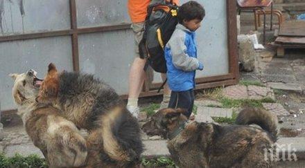 екшън перник мистериозен софийски бус пусна глутница кучета цял квартал тръпне ужас