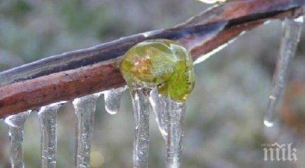 овощари застрашени нулева реколта кайсиите прасковите измръзнали