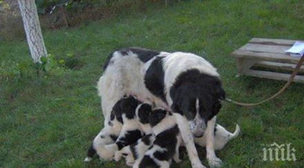 овчарско куче роди рекордните кученца