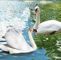 ФРАПИРАЩА ПРОСТОТИЯ! Българка уби лебед в Охридското езеро, за да си направи селфи