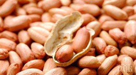 даването фъстъци малки деца предотвратява развитието алергия