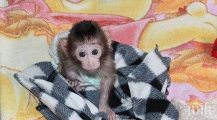 маймунчето алф вече зъби