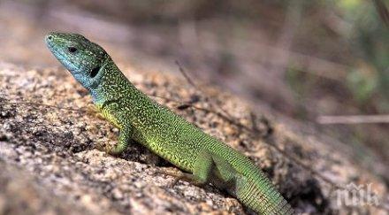 откриха старото животно гущер милиона години