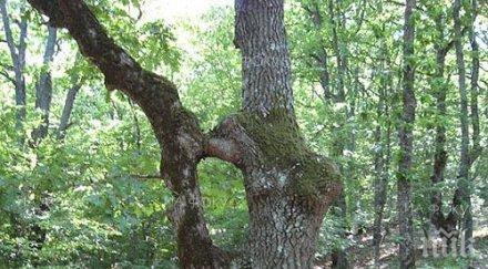 софия сдобие нов парк месец