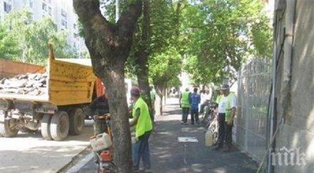 подрязват корони дървета стара загора