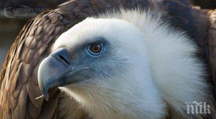 мътещи двойки белоглави лешояди били преброени източните родопи