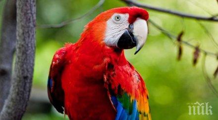 джунгла мола