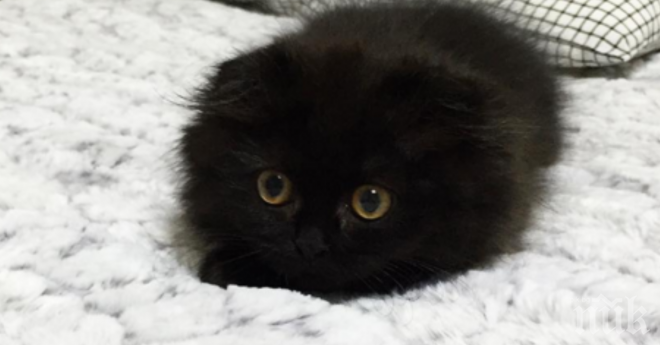 Какво мислиш за това създание? Има нещо много специално в него, нали?