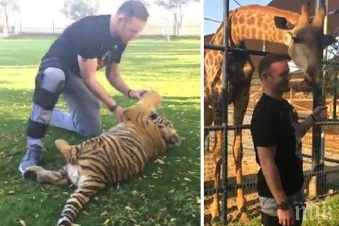 Рууни се боричка с тигър в Дубай, грози го наказание