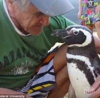 Трогателно! Пингвин всяка година плува 5000 мили за среща със спасителя си (видео)
