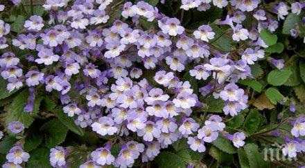 българия март става държавен празник