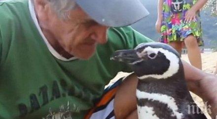 трогателно пингвин всяка година плува 5000 мили среща спасителя видео